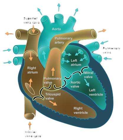 Courtesy of Texas Heart Institute